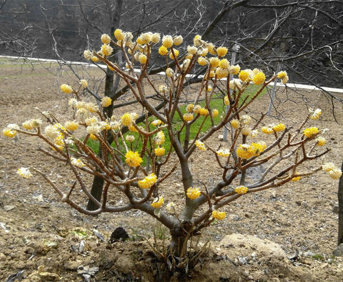 解梦花树苗  解梦花树苗