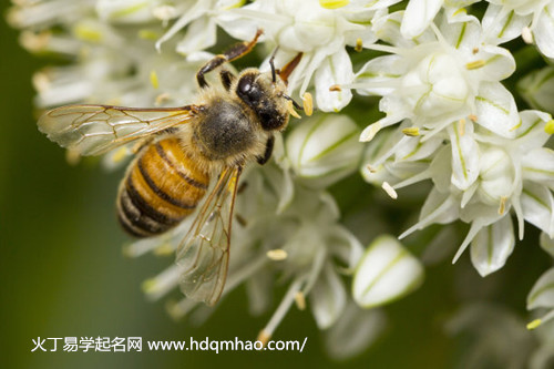 梦见蜜蜂死了解梦  梦见蜜蜂死了解梦