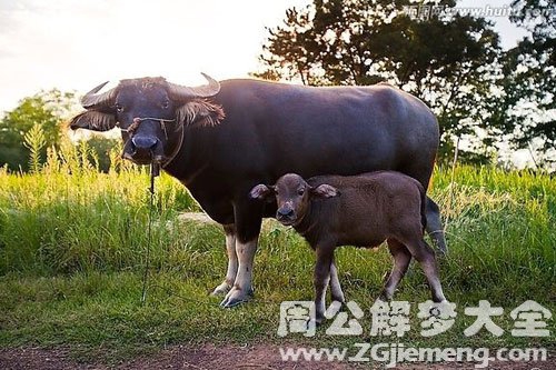 梦到牛小产预兆解梦  梦到牛小产预兆解梦