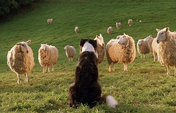 牧羊犬训练的重要性与策略  牧羊犬训练