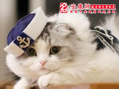 周公解梦小猫宝宝  周公解梦小猫宝宝